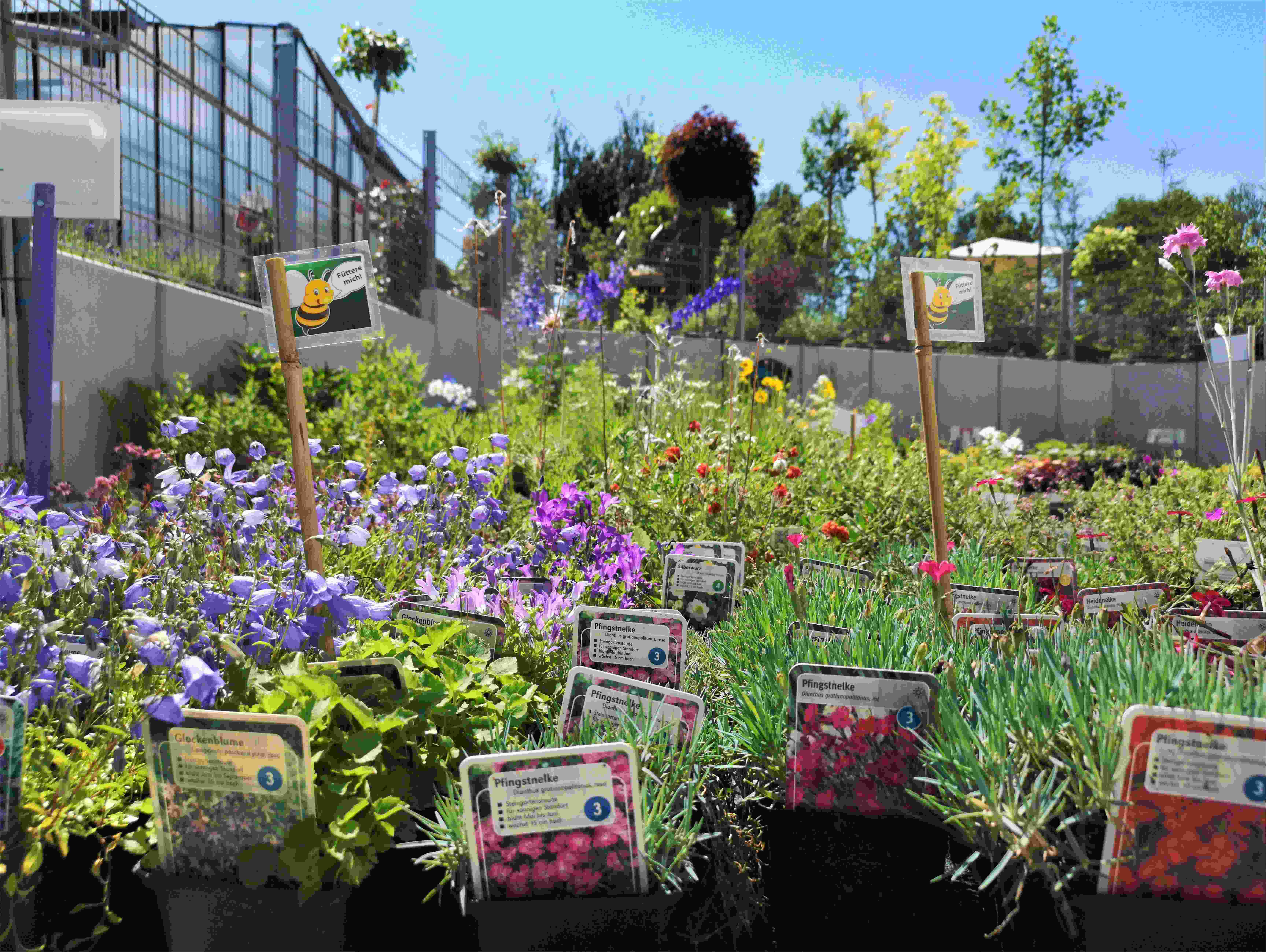Pflanzen für Garten und Balkon kaufen bei STEIB in Roth