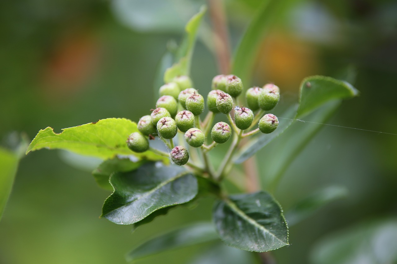 unripe-aronia-berries-6310540_1280 unripe-aronia-berries-6310540_1280